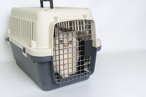 istock Fluffy white cat inside pet carrier on white background 2244189163