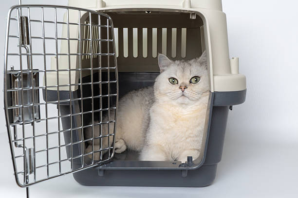 istock Grey british shorthair cat relaxing inside open pet carrier 2244189237