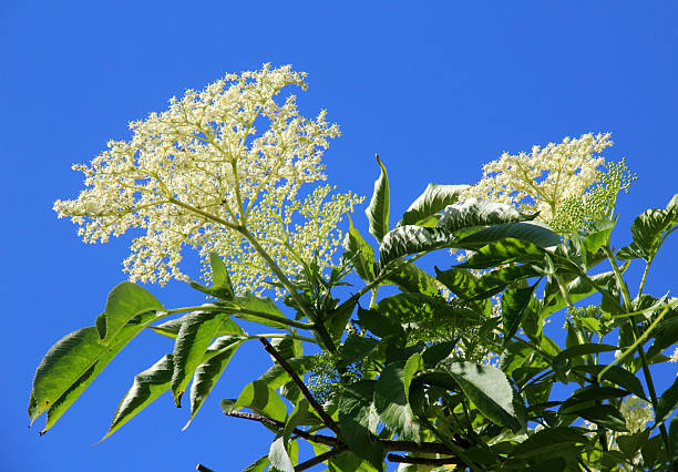 Black elderberry (Sambucus nigra) blooms in nature in spring