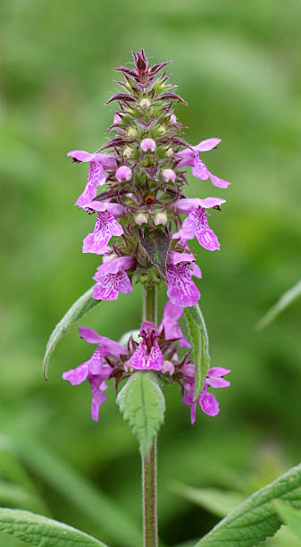 istock Stachys palustris grows among grasses in nature 2244190026