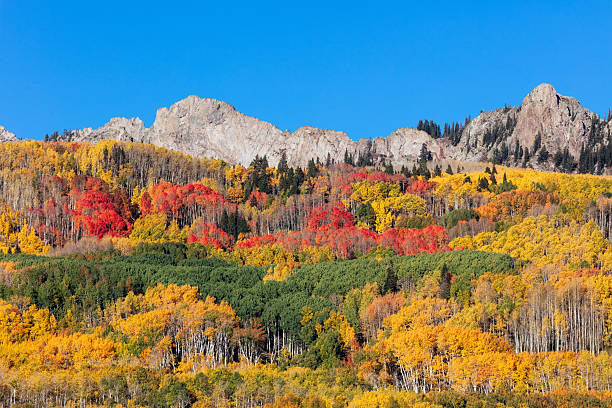 Aspen trees with vibrant fall colors on a mountain in Kebler Pass, Colorado, USA.