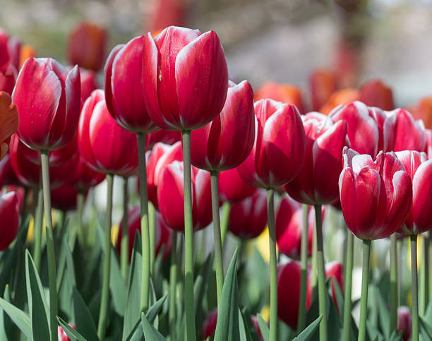 istock Flower bed with red tulips 2244191679