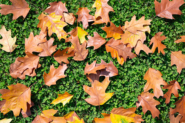 Autumn fall leaves on the green grass. Fall leaves autumn background
