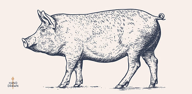 Pork, pig head. Vintage retro print, black white pig sketch ink pencil style drawing, engrave old school. Sketch artwork silhouette head pig, white background. Side view profile. Vector Illustration