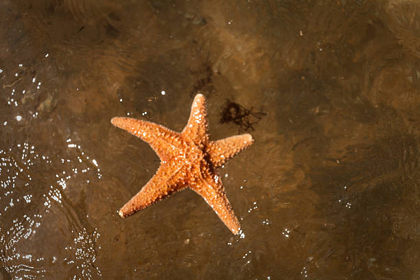 Starfish in sea water, top view. Space for text