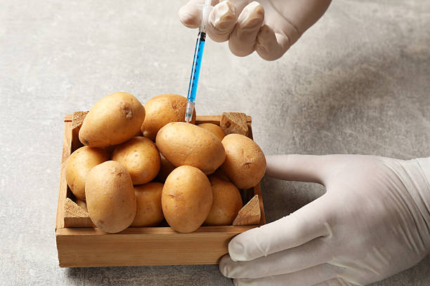istock GMO concept. Scientist injecting something into potatoes at grey table, closeup 2244197672