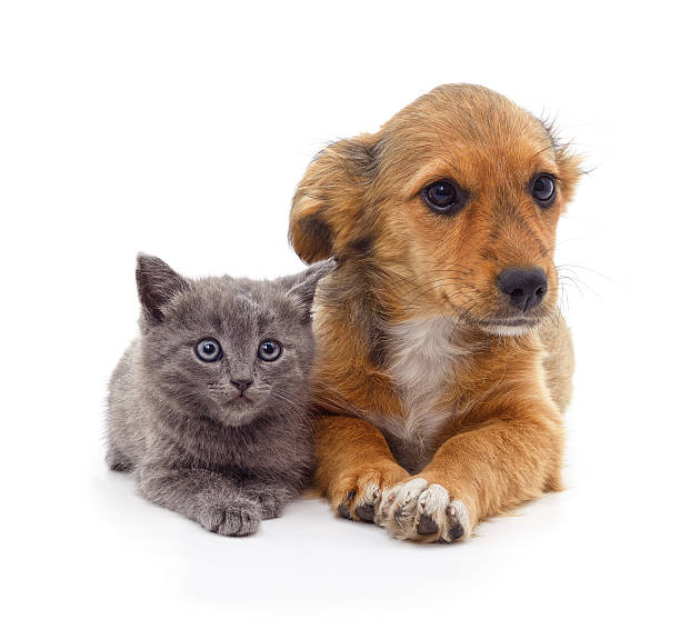 istock Cute kitten and puppy lying together isolated on white background. 2244197693