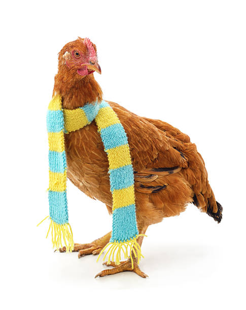istock Brown hen wearing a warm scarf isolated on white background. 2244197706