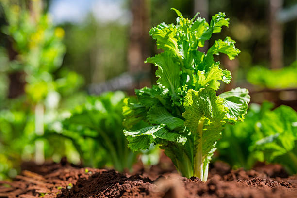 Fresh Lettuce Growing in Organic Vegetable Garden with Rich Soil