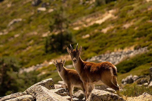 istock Little and big goats in the mountain 2244200197