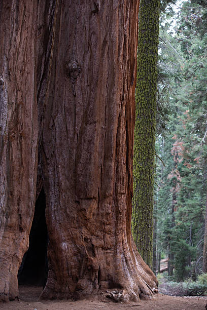 istock Majestic giant sequoia tree with hollow trunk in a forest setting during overcast day 2244200204