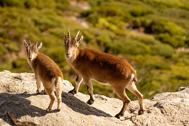 istock Mother and daughter goats looking 2244200206