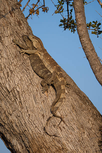 istock A mating pair of Rock monitors laying together on a tree, Greater Kruger. 2244201743