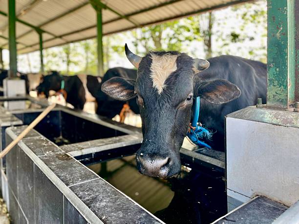istock A Herd Of Cattle Gathered In A Farm Pen 2244202464