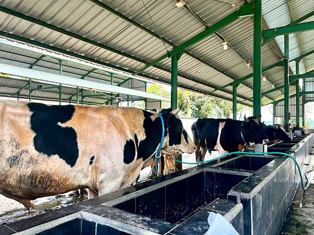 istock A Herd Of Cattle Gathered In A Farm Pen 2244202469
