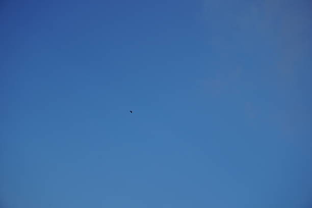 Solitary Bird Flying Clear Blue Sky