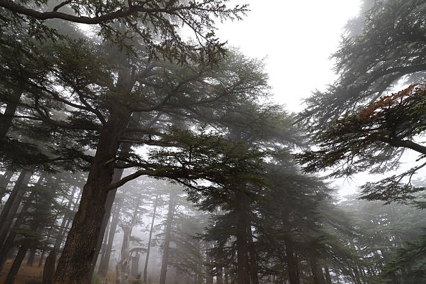 Lebanese cedars in their Cedars of God magical forest on a foggy day.