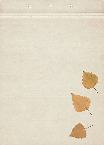 Autumn birch leaves on light old paper background, showing pressed dried foliage in a natural botanical herbarium style. This composition combines the soft texture of vintage paper with the warm colors of autumn, creating a perfect element for eco design, seasonal decoration, rustic art projects, and handmade creative stationery. The pressed birch leaves highlight botanical structure and detail, suitable for use in plant identification, natural history illustration, and sustainable packaging design. A beautiful resource for autumn-inspired crafts, eco-friendly product visuals, and backgrounds that emphasize organic harmony and gentle seasonal tones.