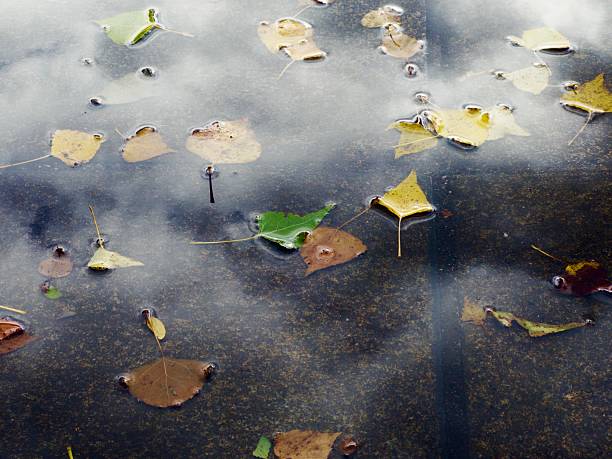 istock Fallen autumn leaves floating on a puddle 2244204717