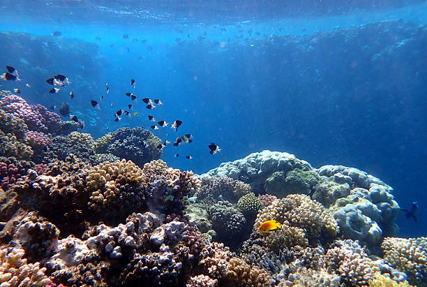 istock read sea coral reef 2244207423