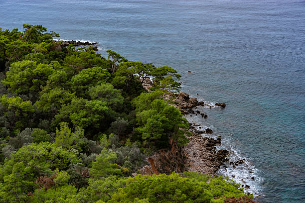 Coastal forest covering a deep blue bay with rocky cliffs by the sea