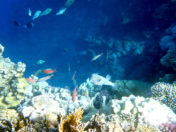 istock read sea coral reef 2244208781