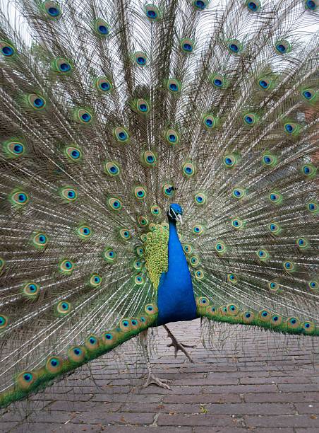 istock Peacock showing oi's feathers 2244209168