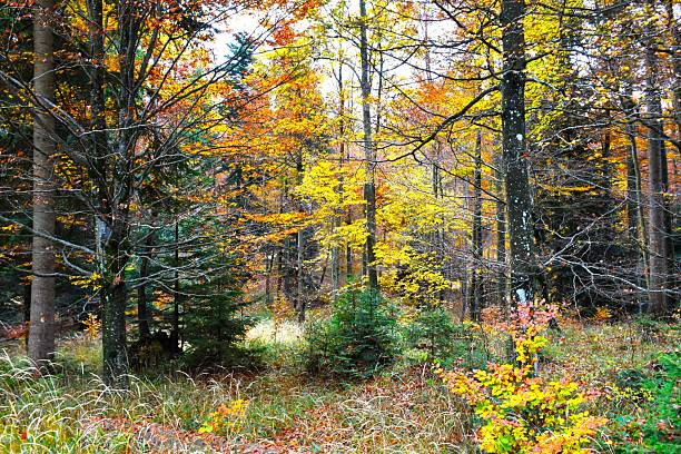 Temperate, deciduous, broadleaf forest with yellow and orange autumn foliage