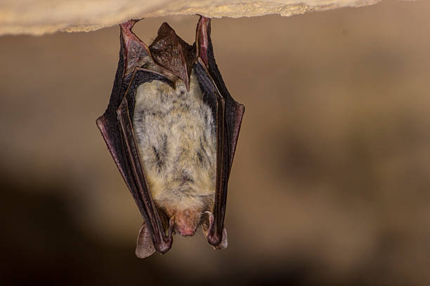 istock Greater mouse-eared bat, Myotis myotis 2244214997