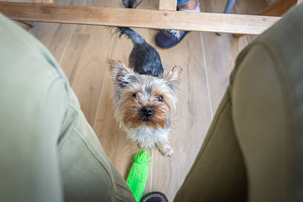 Cute little dog playing with toy at home