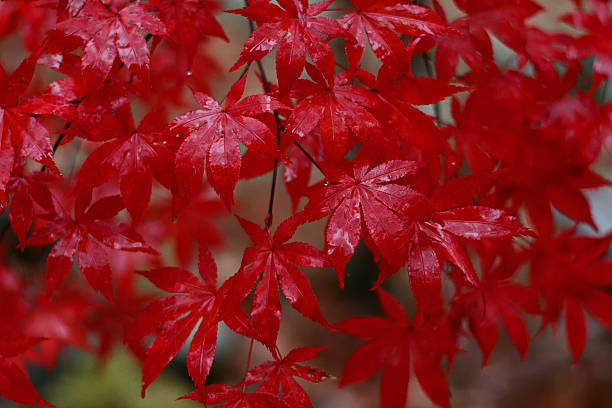 Japanese maple leaves in the rain, autumn. A commonly cultivated tree with purple leaves in spring and summer that turn a brilliant scarlet in fall. Taken in Connecticut, late October, 2025.