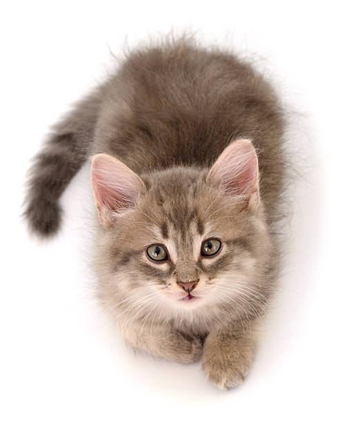 istock Cute gray fluffy kitten lying isolated on white background top view 2244219196