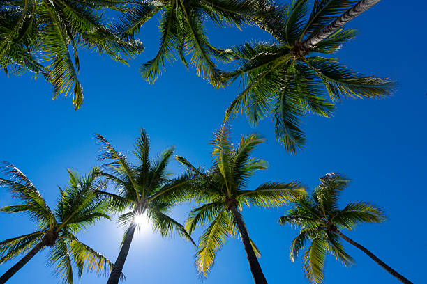 Tropical background. Green tropical palm texture. Palms leaf pattern. Nature tropical background. Summer background. Palm tree on blue sky. Tropical paradise. Exotic palm nature background