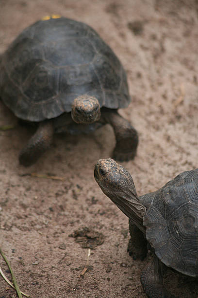 istock Turtles exploring sandy ground in a natural habitat during daylight 2244220591