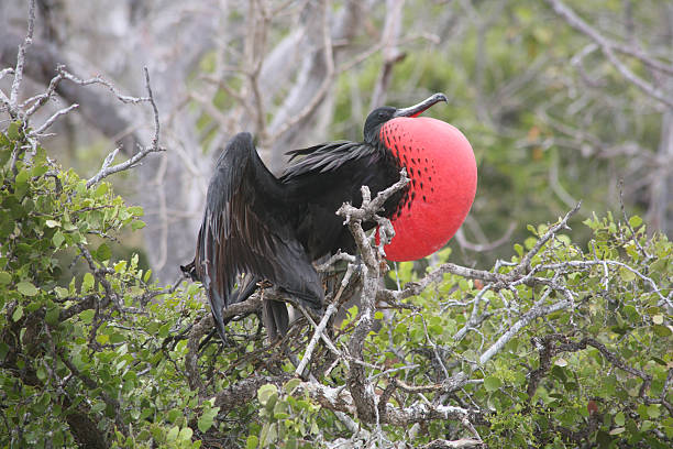 istock Male frigatebird displays bright red pouch while perched on a tree in the Galapagos Islands 2244220644