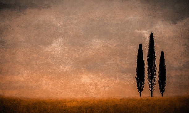 Cypress Trees at Sunset with Copy Space - Dramatic Sky, Tranquil Scene, Atmospheric Mood, Vintage Colors, Moody Sky