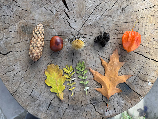 istock Autumn Nature Collection on Weathered Tree Stump Cross Section Background 2244222003