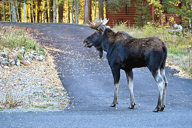 istock Bull Moose on the Driveway 2244222353