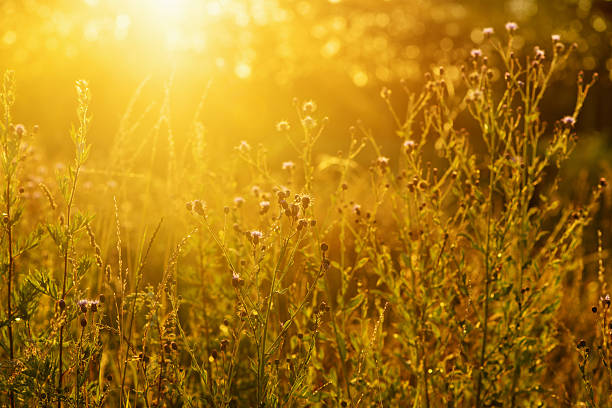 istock Field of grass during sunset 2244222523