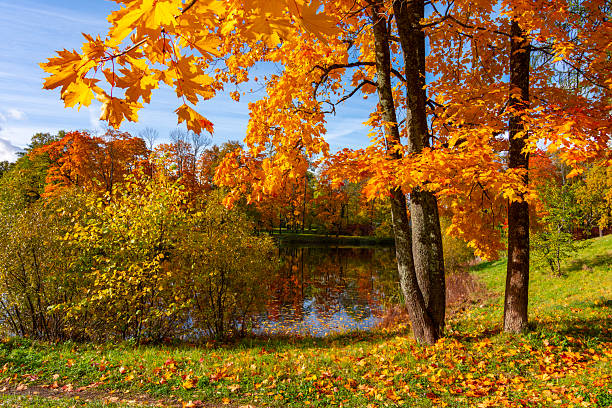 istock Beautiful maple tree in autumn foliage 2244222779