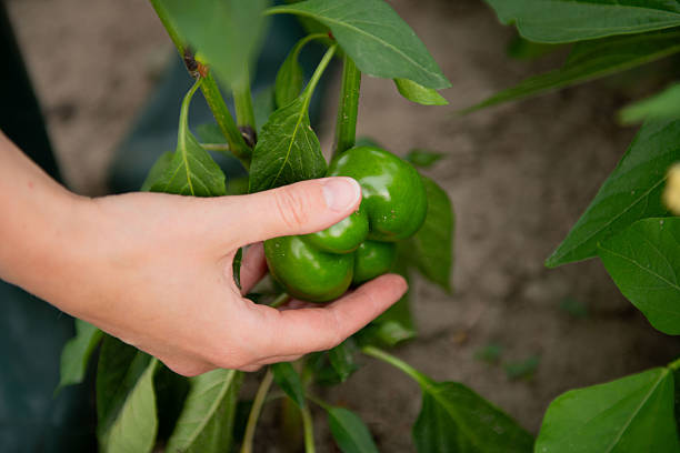 Close-up of woman’s hand harvesting fresh green pepper from plant. Eco farming, organic vegetables, sustainable agriculture.
