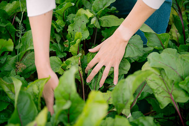 Woman’s hands examining green beet leaves in vegetable bed. Gardening, natural farming, homegrown food.