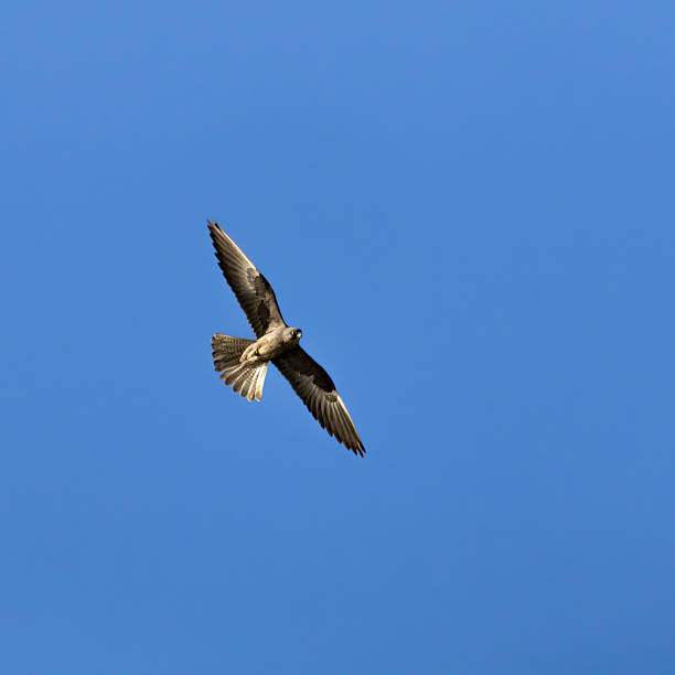 istock Eleonora's Falcon Soaring Gracefully in the Clear Blue Sky over Cyprus 2244224390