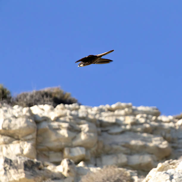 istock Eleonora's Falcon Flying Over Sea Cliffs 2244224428
