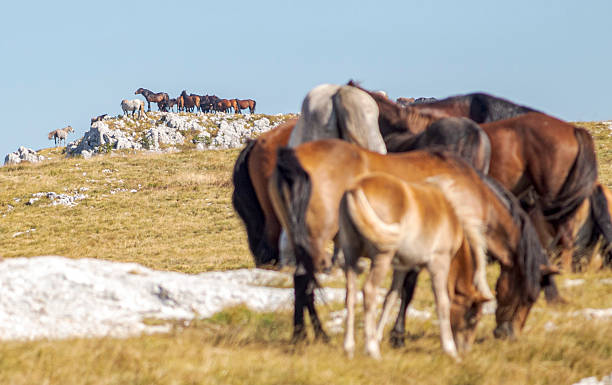 istock Bosnian wildhorses, Livno 2244226537