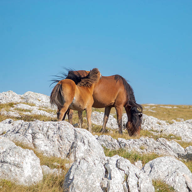 istock Bosnian wildhorses, Livno 2244226558