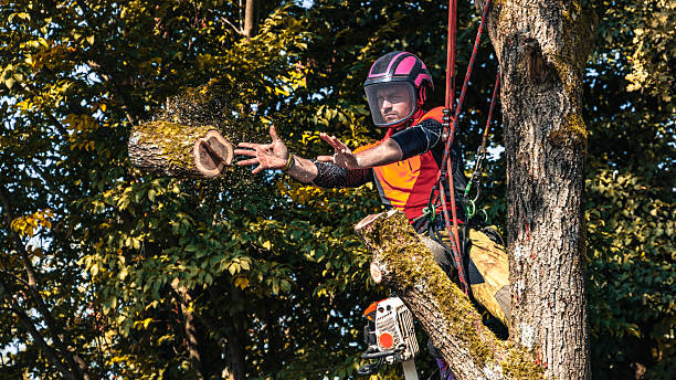 istock Professional Logger Trimming Oak Tree in Safety Gear 2244227457