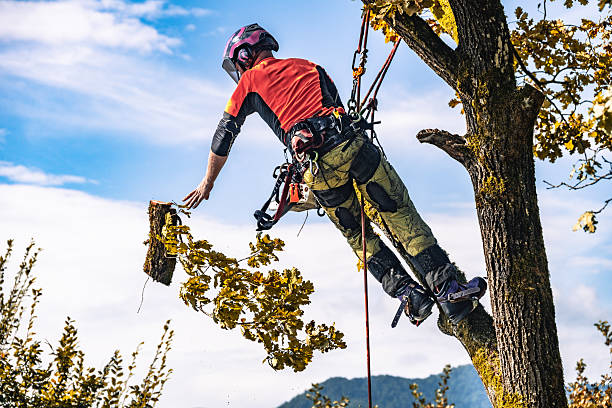 istock Professional Logger Trimming Oak Tree in Safety Gear 2244227462