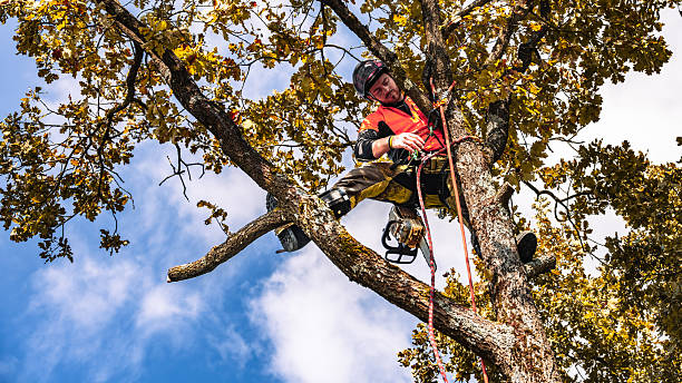 istock Professional Logger Trimming Oak Tree in Safety Gear 2244227466