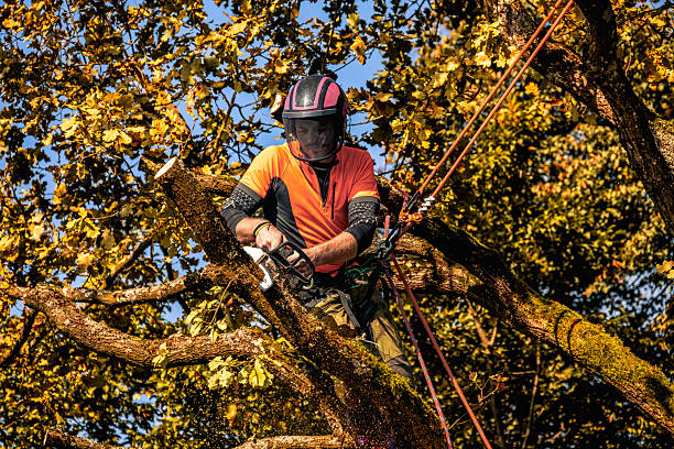 A skilled logger in protective clothing expertly dismembers an oak tree, using specialized equipment at an outdoor location under a clear sky.